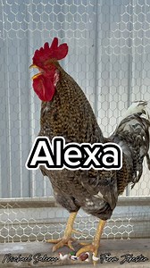 28K views · 195 reactions | Alexa the Fearless, Matriarch of Sass & Scratch! Alexa, Oh Alexa, Aleeexxaaa! Extended version to annoy that special someone 﫶 #alexa #lex #lexy #a #chickens #hen #hens #rooster #roosters #roostersofinstagram #nameyellingchicken #namescreamingchicken #chickensofinstagram #backyardchickens #memes #funnyanimals #comedy #humor #laugh #farmjokester #michaelsalerno | Michael Salerno | Facebook