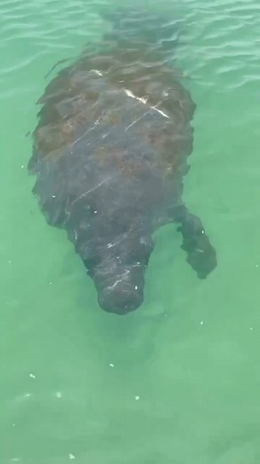1.1K views · 119 reactions | Warmer weather on the horizon means more manatees at Shell Key! Paddle with us to meet these gentle giants! ☀️殺 | Get Up And Go Kayaking | Facebook
