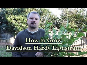 How to grow Davidson Hardy Ligustrum (Fast Growing Evergreen Screening Shrub)