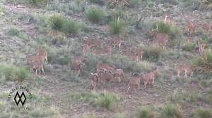 4.1K views · 24 reactions | Some big West TX aoudad rams hanging out with ewes. See any worth shooting? #fcf | Double Diamond Outfitters | Facebook