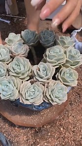 532K views · 28K reactions | Beautiful succulent ideas 華 | Succulents | Facebook
