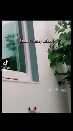 Funny Cat Memes and Moments Compilation