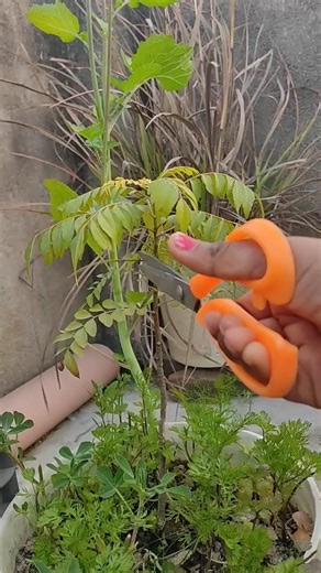 Pruning ( Topping) plants | easy gardening technique. 🌿✂️