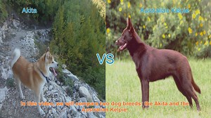 Akita vs. Australian Kelpie: A Comprehensive Breed Comparison