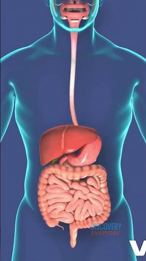 Does Swallowed Gum Stick For 7 Years? 🤔