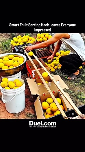 The Mind Matrix on Instagram: "A handmade setup of wooden rails and crates channels fruit into neat batches with impressive speed. Using nothing more than gravity and smart spacing, the system sorts produce efficiently—demonstrating how simple engineering can turn farm work into a faster, more streamlined process. We do not own any of the content. All credit goes to the respective owners. No copyright infringement intended. #creative #fruit #sorting #hack #impresses #everyone #tech #knowledge #t
