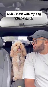 I can’t believe how smart she is… 😳 #smartdog #dogs #dogsoftiktok #fyp #foryou #lunatheminicockapoo | Luna Cockapoo