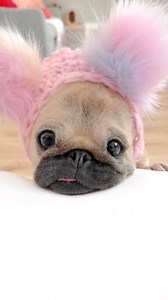 301K views · 24K reactions | Gwenchana  Pink pompom hat made by @shantell_design IB: @eevee.bork #pug #dog #dogsofinstagram #pugsofinstagram #WeeklyFluff | Loulou the pug | Facebook