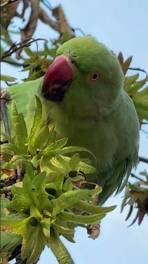 "A rose-ringed parakeet feeds in a tree in Kensington Gardens in the morning 🦜🌿🍃🌳"