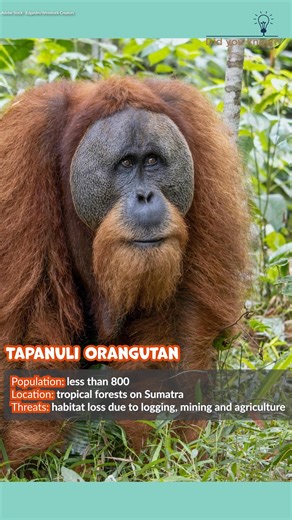 30K views · 544 reactions | Today is World Wildlife Day! The International Union for Conservation of Nature (IUCN) red list has over 43,000 species listed as threatened with extinction. Check out 12 critically endangered animals in the video. They need your help. Greater Good Charities’ Project Peril is helping protect endangered species, but we need your help. Learn more: https://bit.ly/4iouDLe | The Animal Rescue Site by GreaterGood | Facebook