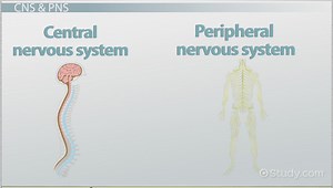 The Human Nervous System | Parts & Functions - Video | Study.com