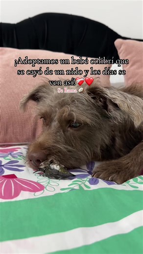 Rescatando un bebé colibrí: nuestra experiencia