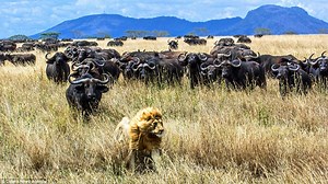 HYENAS ATTACKING AND EATING A NEWBORN BUFFALO CALF #AjKenyaSafaris #kenyaluxurysafari | Aj Kenya Safaris Ltd