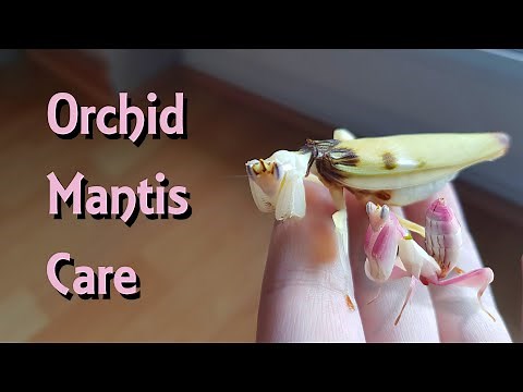 Orchid Mantis Care! - Pet Praying Mantis