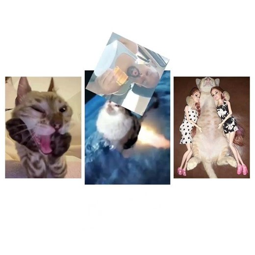 ruby chan!! #viral #trendingshorts #cats