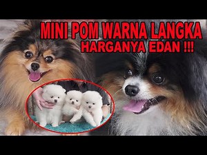 HARGA EDAN ANJING MINI POM WARNA LANGKA - KOLEKSI DOG LOVER SULTAN