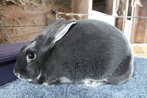 Silver Marten rabbit - Alchetron, The Free Social Encyclopedia