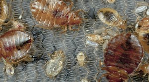 248K views · 410 reactions | One out of five people have had a bed bug infestation or know someone who has encountered them. | PestWorld | Facebook