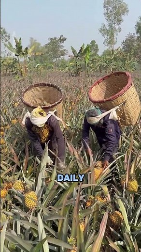 Inside the Massive Pineapple Industry That Feeds The World 🍍