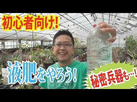 初心者向け！多肉にも液肥をやろう！液肥の基本のおさらい・アレを使って液肥の自作にチャレンジしてみよう！！【多肉植物】