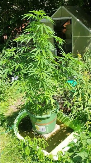 Massive outdoor harvest coming - look how big they are #cannabis #harvest