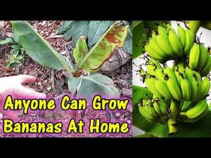 This Dwarf Fruiting Banana Can Be Grown Anywhere! Indoors Or Outdoor 👍👍👍