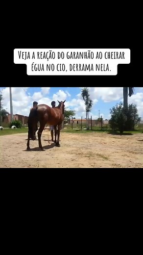 Cruzamento de Cavalo e Égua no Cio