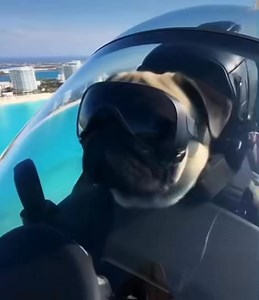 Pugsly keeping the skies safe above Miami Beach #pug #puglife #miamibeach | Pug.com