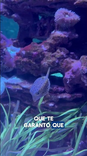 Tudo o que você pode ver no SeaWorld Orlando! 🐋✨