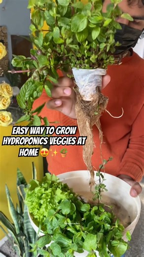 Amazing way to grow hydroponics veggies at home 😮😍🌿#gardeningtips #hydroponicgarden #shorts