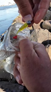 É assim que eu trabalho isca de fundo pro Robalo | Vinicius Braun Fishing Life