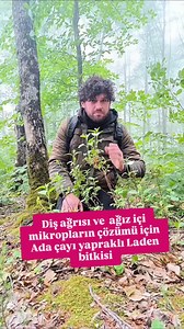 Adaçayı yapraklı laden (Cistus salviifolius), ladengiller (Cistaceae) familyası içerisinde yer alan, 50–60 cm boyunda her dem yeşil bodur bir çalı türü. Dişlerinizde ağrı varsa , ağız içi enfeksiyonlarınız varsa , yara bere gibi sıkıntılar varsa çözümü çok kolay Ada çayı yapraklı Laden bitkisinin beyaz çiçeklerini alıp ağız içine koyuyoruz özünü içip yutabilirsiniz ciceklerini tüketmiyoruz , beyaz çiçeklerinin dış agrilarina cok geldiği bilinmektedir , enfeksiyonları yok edebilirsiniz denenmişti
