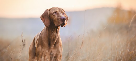 Transfer Pet (To New Owner)