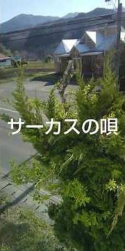 #サーカスの唄#石原裕次郎#