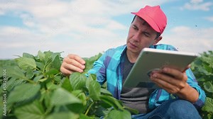 agriculture soy. a farmer works on a soybean plantation with a digital tablet. business farming concept. worker in a soybean field. soy plant. farmer lifestyle inspecting soybean crop