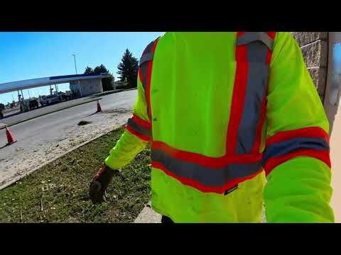 Hackberry Tree Removal & Stump Grinding | Hardwood Firewood | Renfrew, ON