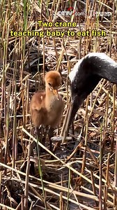 146K views · 795 reactions | Two red-crowned cranes patiently teach their little one how to eat fish — but the fish was way too big! The baby struggled to swallow it, making this moment both funny and adorable. #ChorusofLife #ChinainSeconds For more: https://english.cctv.com/ | CCTV | Facebook