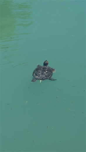 Lake Kournas Crete: Guide to the Turtle-Frequented Lake