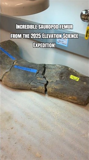 Check out this long-neck dinosaur femur!