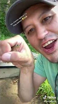 How to catch a frog!