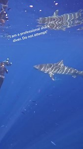 3.6M views · 10K reactions | Open Mouth Tigers麗 #shark #ocean #sharkdiver #tigershark #dive : mermaid.kayleigh | Andriana Marie | Facebook