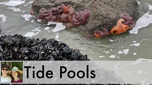 Where to See Tide Pools in Lincoln City, Oregon - Adventures with Holly & Bryan