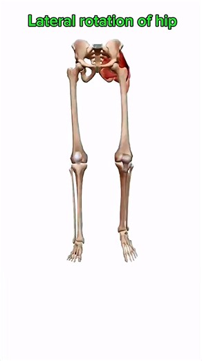 Lateral rotation of hip joint🦵#joints #anatomy | Dr. Ishtiaque Arafat