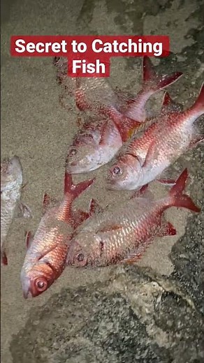 Uncovering Hawaii's Hidden Fishing Secrets!