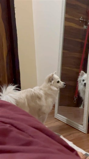 Shy dog #funny #dog #algorithm #shorts #youtubeshorts