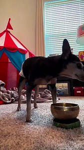 Does your dog have hearing loss or is it just a pro at selective listening like your spouse? There are ways to find out that cost nothing. #deafdog #hearingtest #doghack | Dennis Gerard