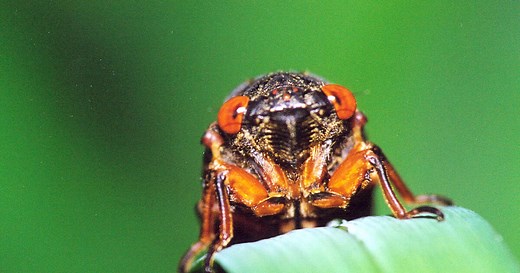 Cicada brood to reappear in Oklahoma after 13 years