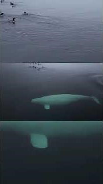 Drone Footage of Beluga Whales: Fascination and Concern at the Same Time #beluga #hunter #fypシ