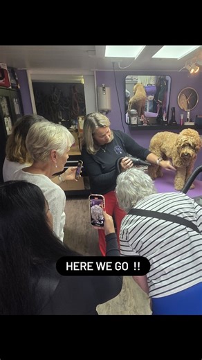 Wanneer je kiest voor een Australian Cobberdog met die Teddybear looks 🧸, is het belangrijk om te weten hoe je die prachtige vacht goed verzorgt. Een Cobberdog verhaart niet — superfijn voor mensen met een allergie 🌿 — maar dat betekent ook dat de vacht wat extra liefde nodig heeft om mooi, luchtig en klitvrij te blijven. Daarom bieden wij bij Tukkertail Cobbers al onze nieuwe baasjes een gratis workshop vachtverzorging aan 💛 Samen met Nicole van Buddha’s Doodle Spa leer je alles over borstel