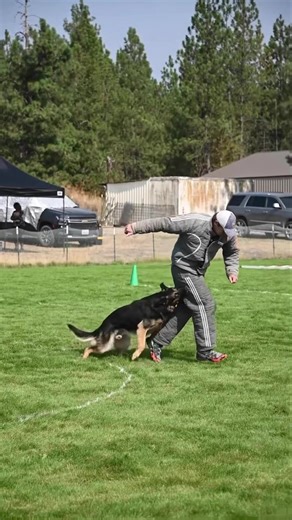 The journey not the destination. That has and still remains a hard one for me. I don’t usually post thoughts on many things but this is a good one for all folks on their training journey. When I first started dog training I was doing a lot of finished dogs (service, detection, tracking, etc.). I had a timeline and certifications to meet for those dogs. I applied the same principles to my own dogs. We achieved our certifications by the time they were two or younger. So when I first entered dog sp